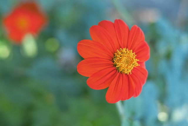 是曼聯陣中 是曼聯陣中